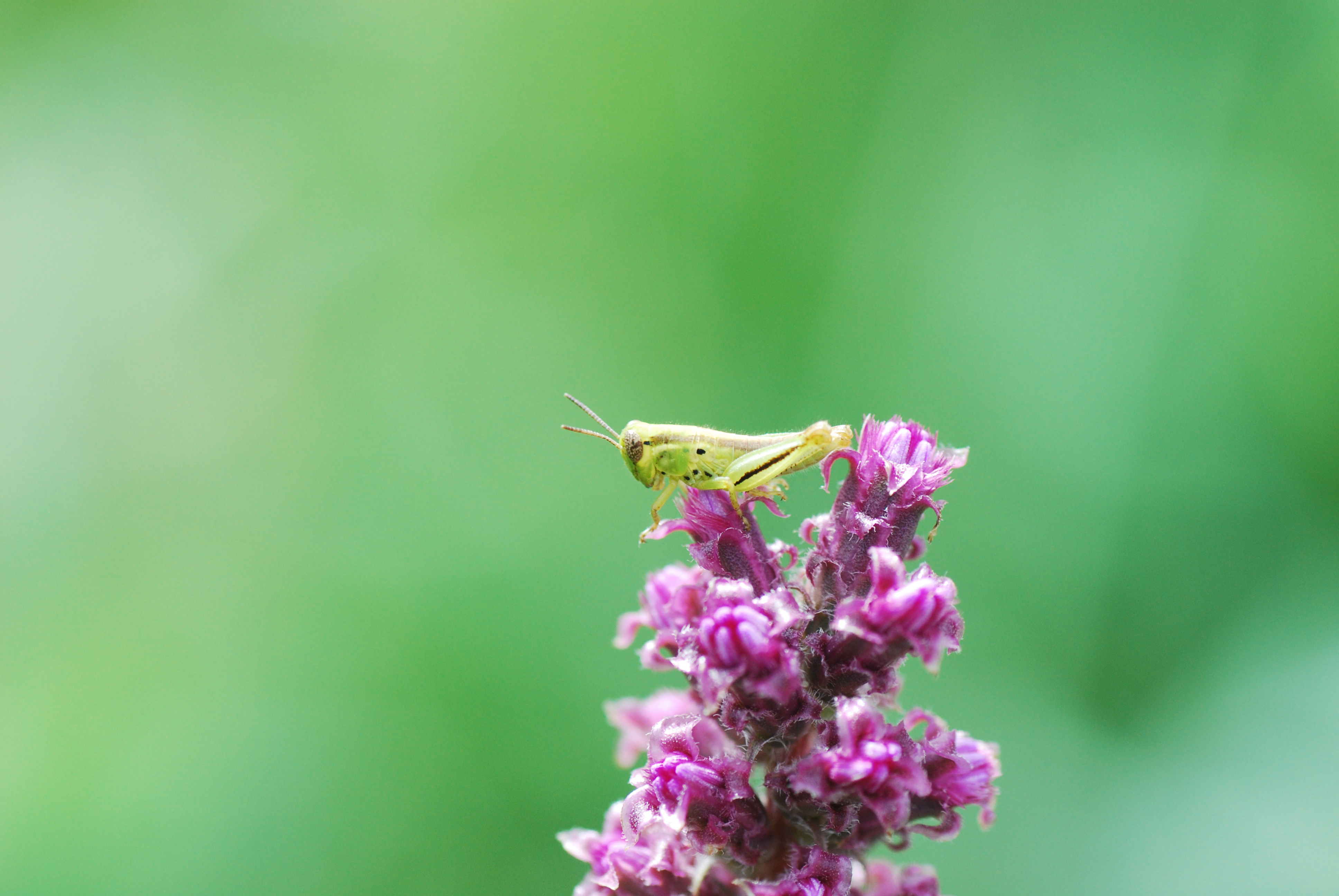 photograph of a liatris flower with a grasshopper resting on top