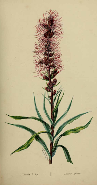 historical illustration of Liatris flower