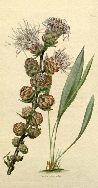 historical illustration of Liatris flower